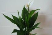 以一帆风顺花怎么养开花（从营养到环境）