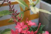 冬日盛放的花海（探寻冬季绚丽花朵的奥秘）