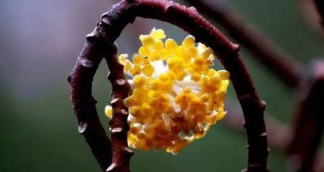 冬日盛放的花海（探寻冬季绚丽花朵的奥秘）  第3张