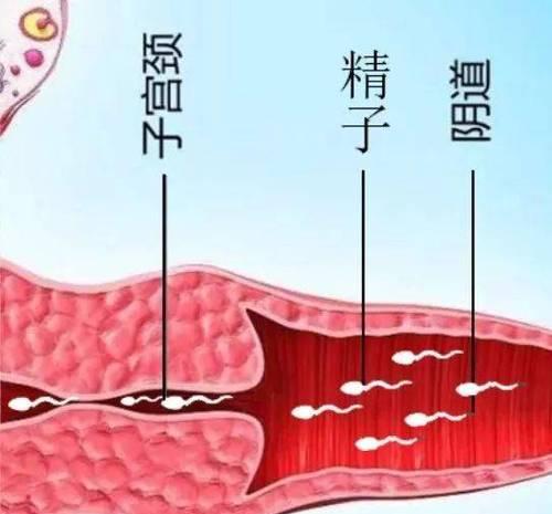 如何提高以子宫后位受孕率（掌握关键时机）  第2张