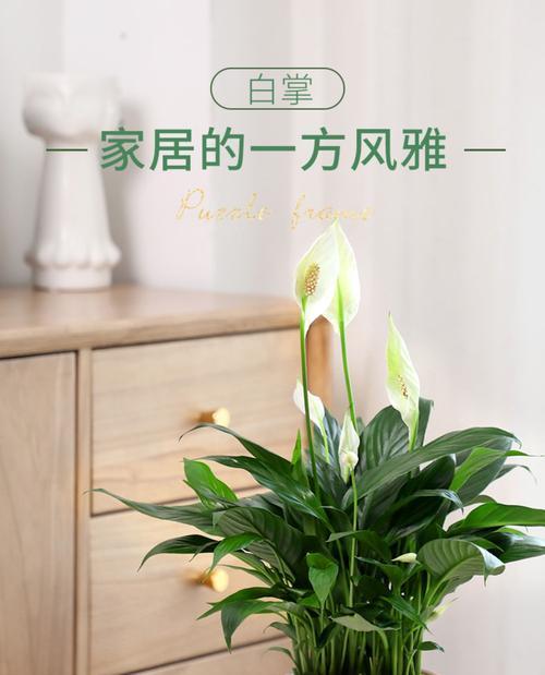 以一帆风顺花怎么养开花（从营养到环境）  第2张