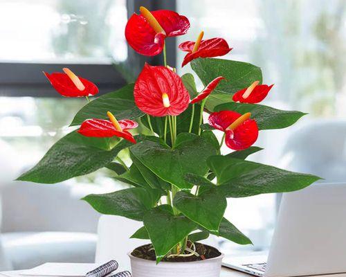 以一帆风顺花怎么养开花（从营养到环境）  第3张