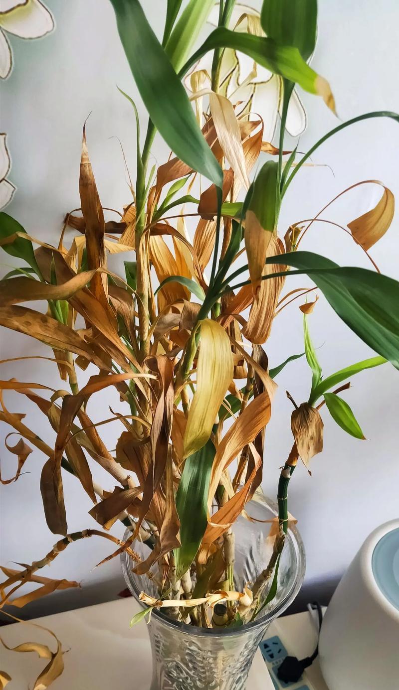 拍照手机拍出的花枯萎了怎么修复？如何改善照片中的花色？  第1张