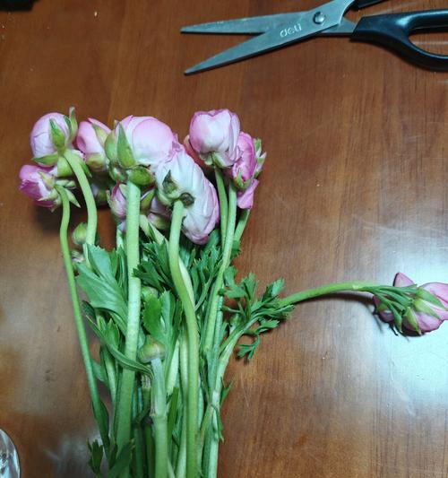 拍照手机拍出的花枯萎了怎么修复？如何改善照片中的花色？  第3张