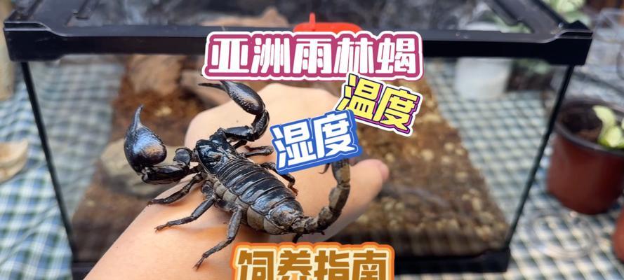 洛克王国蝎子的正确养殖方法是什么？  第3张