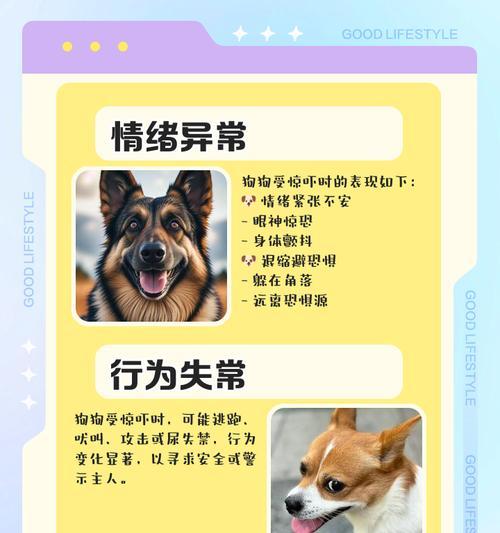 小狗为什么会害怕电视机？如何帮助它克服恐惧？  第3张